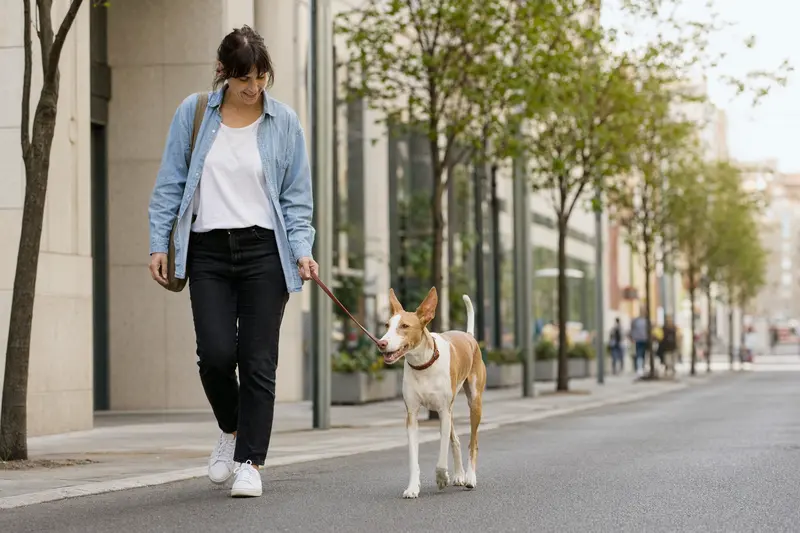 Ein Podenco Canario läuft an der Leine mit seinem Besitzer entspannt durch eine moderne Stadtstraße.