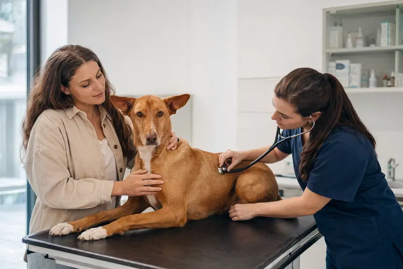 Ein Podenco Canario Hund wird von einer Tierärztin sanft mit einem Stethoskop untersucht, während sein Besitzer beruhigend danebensteht.