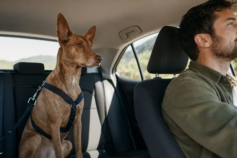 Ein sicher angeschnallter Podenco Canario auf der Rückbank eines Autos, während sein Besitzer ruhig fährt, symbolisiert Verantwortung und Fürsorge für Tiere.