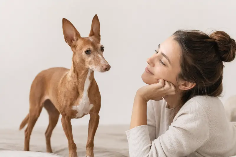 Ein Podenco Enano steht aufmerksam vor hellem Hintergrund und zeigt die typische Körperform dieser Hunderasse im hochwertigen Portrait.