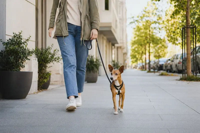 Ein Podenco Enano läuft an der Leine mit seinem Besitzer durch eine moderne Stadtstraße.