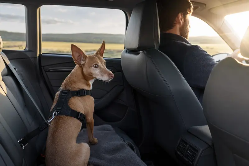 Ein Podenco Enano sitzt sicher angeschnallt auf der Rückbank eines Autos, während der Besitzer ruhig fährt und Sonnenlicht durch das Fenster fällt.