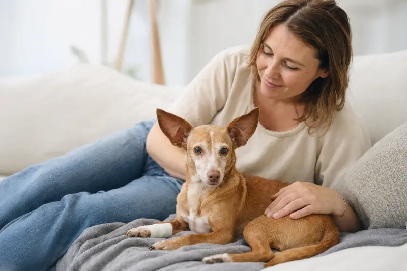 Ein Podenco Enano mit leicht verbundenem Pfotenbereich liegt ruhig auf einer Decke, während sein Besitzer erleichtert neben ihm sitzt.