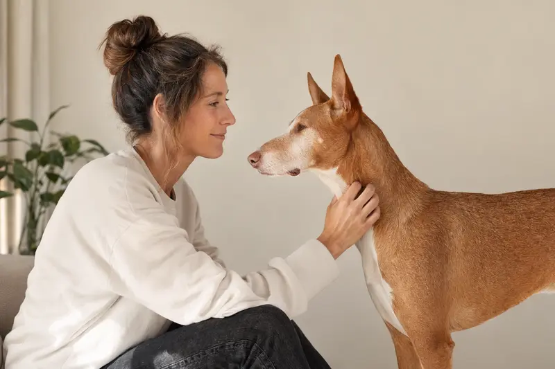 Ein aufmerksam stehender Podenco Grande vor hellem Hintergrund als professionelles Tierportrait.