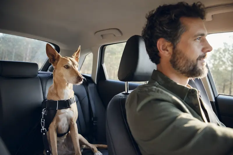 Ein Podenco Grande sitzt sicher angeschnallt auf der Rückbank eines Autos, während der Besitzer ruhig fährt.