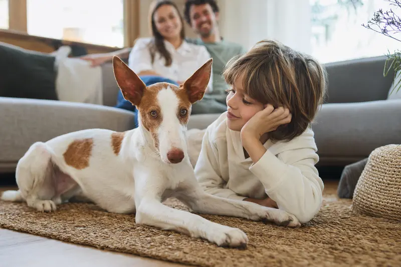 Ein Podenco Ibicenco liegt entspannt neben einem Kind im hellen Wohnzimmer einer Familie.