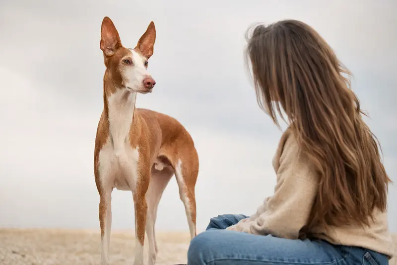 Ein Podenco Ibicenco steht aufmerksam vor hellem Hintergrund und zeigt als elegantes Hunderassenporträt seine typische Körperform.