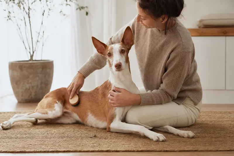 Ein Podenco Ibicenco wird in einer hellen Wohnung sanft gebürstet, während sein Besitzer liebevoll die Fellpflege übernimmt.