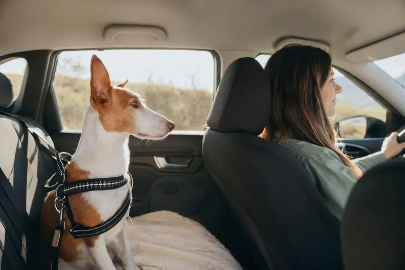 Ein Podenco Ibicenco sitzt sicher angeschnallt auf der Rückbank eines Autos, während der Fahrer ruhig unterwegs ist.