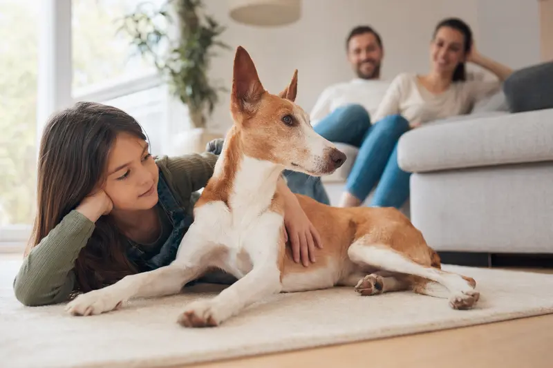 Ein freundlicher Podenco Malagueño liegt entspannt neben einem Kind im hellen Wohnzimmer in einer sicheren Familienatmosphäre.