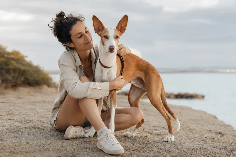 Podenco Malagueño Hund in natürlicher Haltung vor hellem Hintergrund als realistisches Tierportrait.