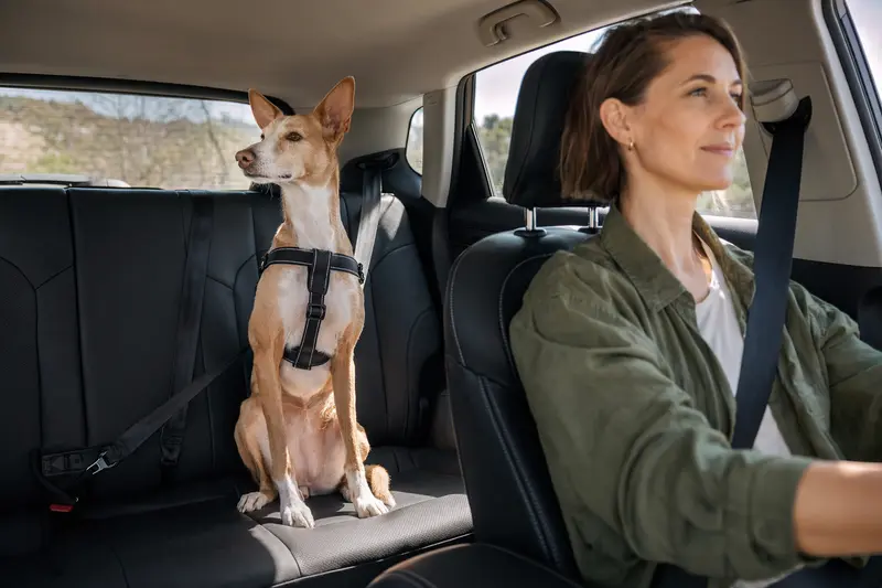 Ein Podenco Malagueño sitzt sicher angeschnallt auf der Rückbank eines Autos, während der Besitzer ruhig fährt.