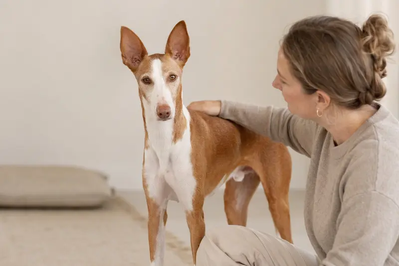 Ein Podenco Malgueno steht aufmerksam vor hellem neutralem Hintergrund und zeigt seine typische Körperform als Podenco Hund.