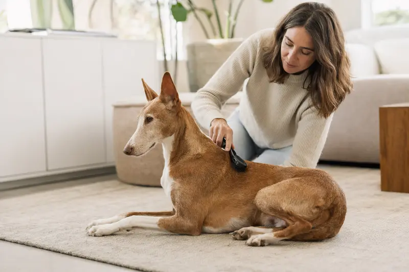 Ein Podenco Malgueno wird in einer hellen Wohnung liebevoll gebürstet, was die sorgfältige Fellpflege und verantwortungsvolle Hundegesundheit zeigt.