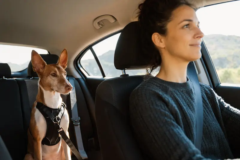 Ein Podenco Malgueno sitzt sicher angeschnallt auf der Rückbank eines Autos, während der Besitzer ruhig fährt und Sonnenlicht durch das Fenster fällt.