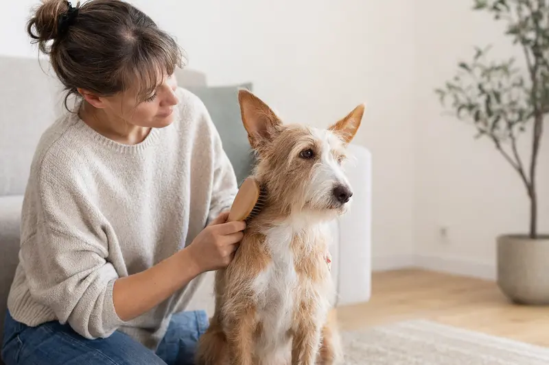 Ein Podengo Medio wird in einer hellen Wohnung sanft gebürstet, während sein Besitzer die Fellpflege liebevoll und aufmerksam übernimmt.
