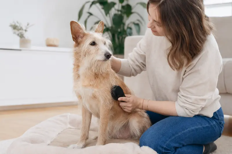 Ein Podengo Pequeno Hund wird in einer hellen Wohnung liebevoll gebürstet und erhält sanfte Fellpflege.