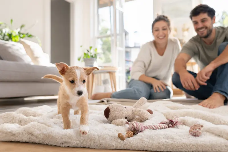 Ein neugieriger Podengo Portugues Welpe erkundet seine warme Decke und Spielzeuge in einer freundlichen Wohnung, während seine liebevolle Familie im Hintergrund zu sehen ist.