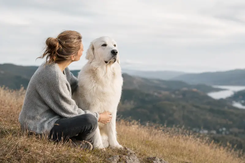 Aufmerksamer Podhalaner Hund in natürlicher Haltung vor hellem Hintergrund als professionelles Tierportrait.