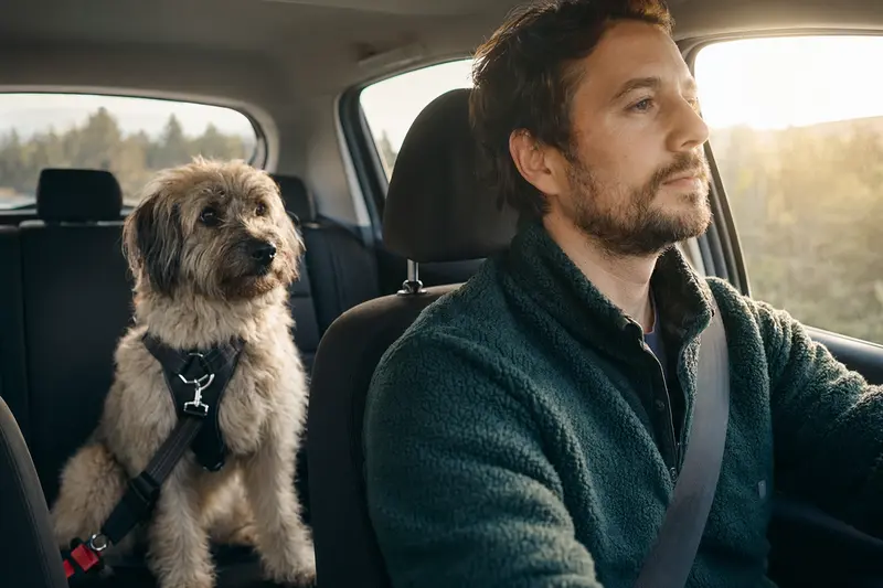 Ein Podhalaner Hund sitzt sicher angeschnallt auf der Rückbank eines Autos, während der Fahrer ruhig fährt.