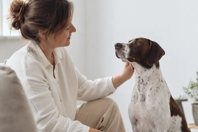 Ein aufmerksamer Pointer Hund steht in natürlicher Haltung vor hellem Hintergrund und zeigt die typische elegante Körperform der Rasse.