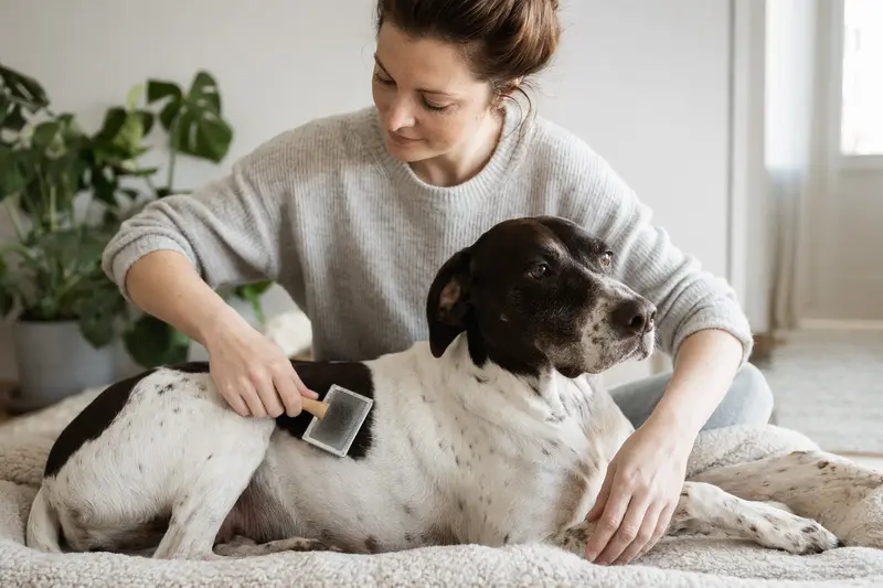 Ein Pointer Hund wird zuhause liebevoll gebürstet, was die regelmäßige Fellpflege und verantwortungsvolle Hundegesundheit unterstreicht.