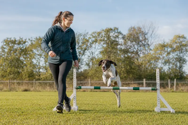 Ein aktiver Pointer trainiert mit seinem Besitzer über eine kleine Hürde auf dem Hundeplatz bei sonnigem Wetter.