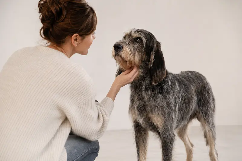 Poitevin Hund in natürlicher Haltung vor hellem neutralem Hintergrund, als realistisches Tierportrait mit klar erkennbarer Fellstruktur.