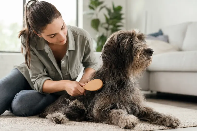 Ein Poitevin Hund wird in einer hellen Wohnung liebevoll vom Besitzer gebürstet und gepflegt.