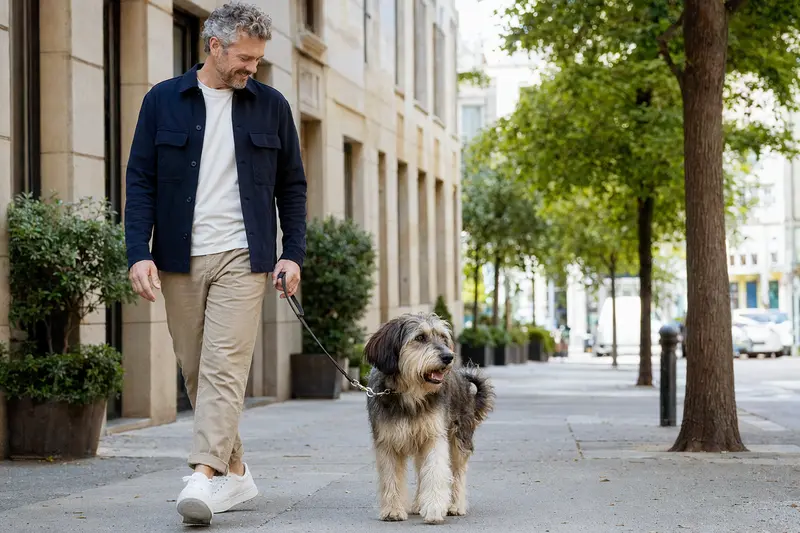 Ein Poitevin Hund läuft an der Leine mit seinem Besitzer durch eine freundliche moderne Stadtstraße.