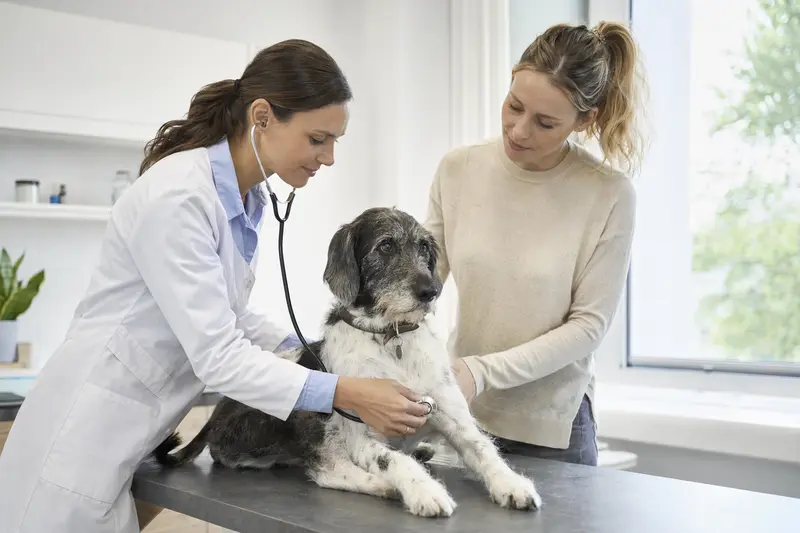 Ein ruhiger Poitevin Hund wird von einer freundlichen Tierärztin mit einem Stethoskop in einer modernen Tierarztpraxis untersucht, während der Besitzer beruhigend danebensteht.
