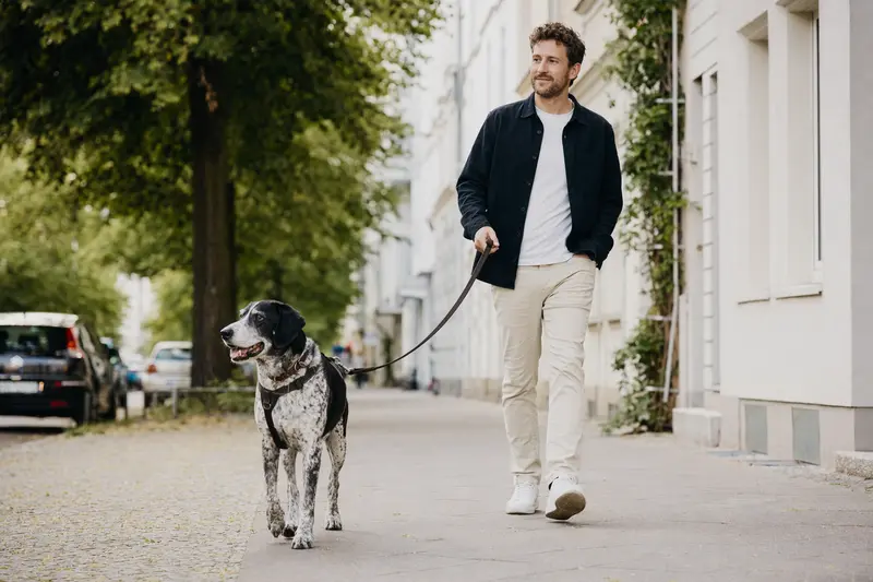 Ein Poligar Hound läuft an der Leine mit seinem Besitzer durch eine moderne Stadtstraße in entspannter Alltagssituation.