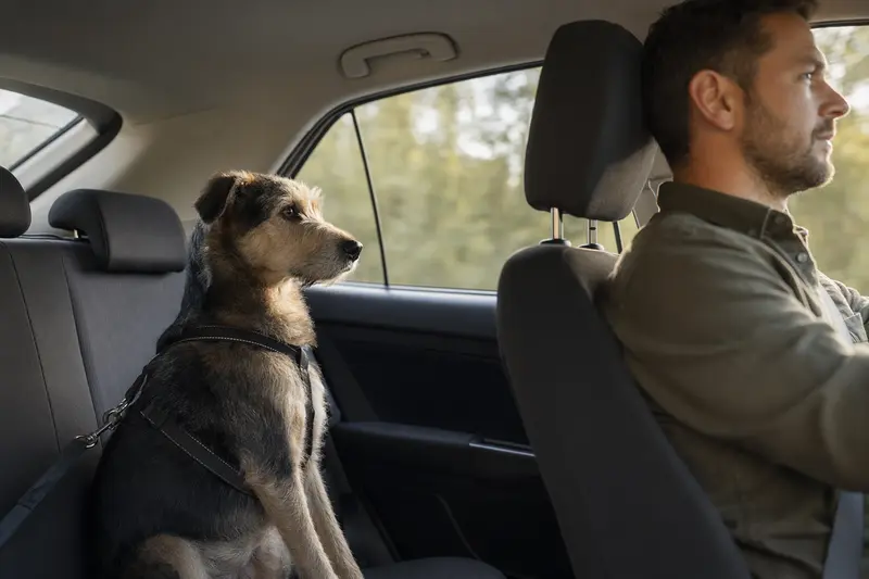 Ein sicher angeschnallter Poligar Hound sitzt auf der Rückbank eines Autos, während sein Besitzer ruhig fährt.