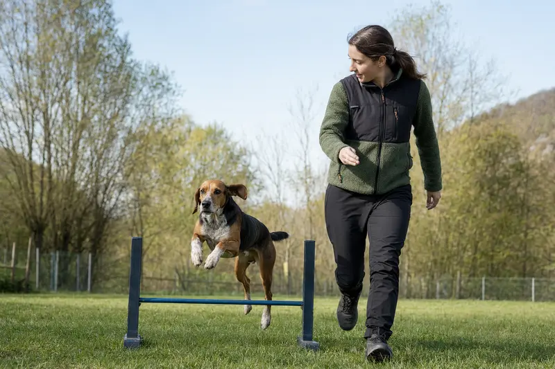 Polnische Bracke beim Training über eine kleine Hürde auf dem Hundeplatz mit ihrem Besitzer.