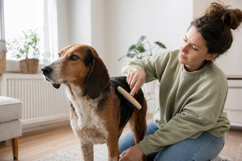 Ein Polnischer Laufhund wird in einer hellen Wohnung sanft gebürstet, während sein Besitzer die Fellpflege liebevoll übernimmt.
