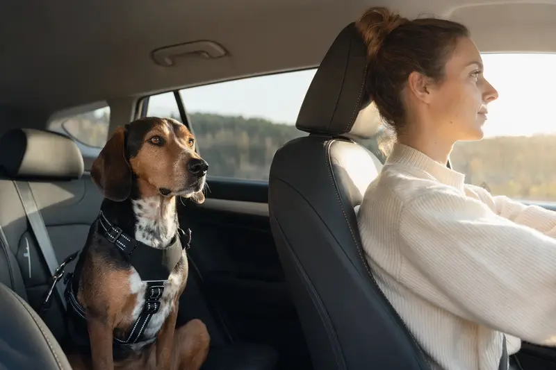Polnischer Laufhund sitzt sicher angeschnallt auf der Rückbank eines Autos und steht für verantwortungsvollen Hundetransport.