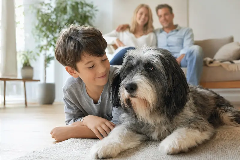 Ein Polnischer Niederungshütehund liegt entspannt neben einem Kind im hellen Wohnzimmer, während die Eltern im Hintergrund stehen.