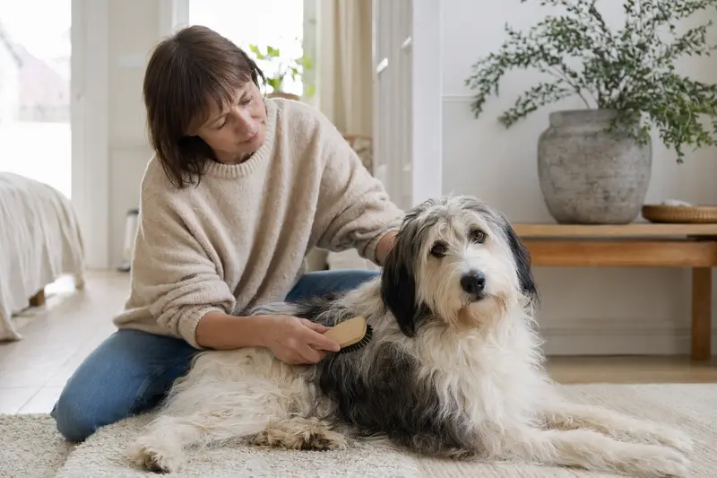 Ein Polnischer Niederungshütehund wird in der Wohnung sanft gebürstet, während seine Besitzerin liebevoll die Fellpflege übernimmt.