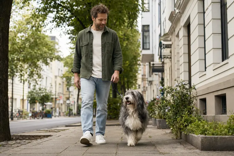 Ein Polnischer Niederungshütehund läuft an der Leine mit seinem Besitzer durch eine moderne Stadtstraße.