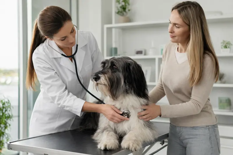 Eine Tierärztin untersucht einen ruhigen Polnischen Niederungshütehund mit dem Stethoskop in einer modernen Tierarztpraxis, während der Besitzer beruhigend danebensteht.