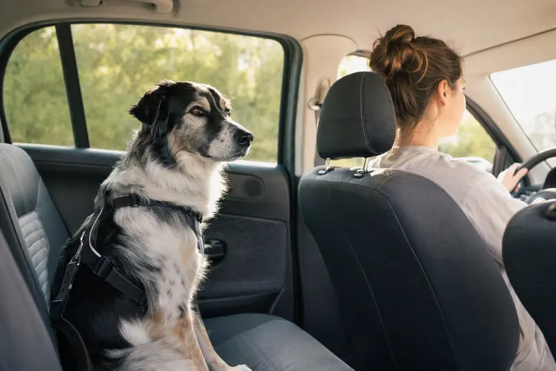 Ein Polnischer Niederungshütehund sitzt sicher angeschnallt auf der Rückbank eines Autos, während der Besitzer ruhig fährt.