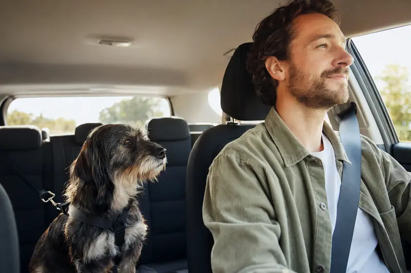 Ein Polnischer Niederungshund sitzt sicher angeschnallt auf der Rückbank eines Autos, während sein Besitzer ruhig fährt.