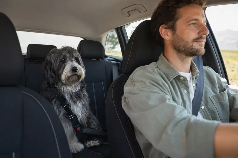 Ein Polnischer Niederungsschäferhund sitzt sicher angeschnallt auf der Rückbank eines Autos, während sein Besitzer ruhig fährt.