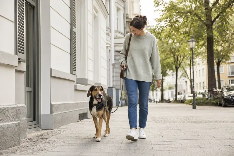 Ein Polnischer Ogar Hund läuft entspannt an der Leine mit seinem Besitzer durch eine moderne Stadtstraße.