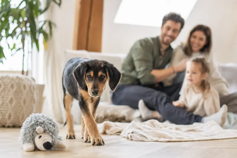 Ein junger Polnischer Ogar Welpe erkundet neugierig sein neues Zuhause auf einer weichen Decke mit Spielzeug und liebevoller Familie im Hintergrund.