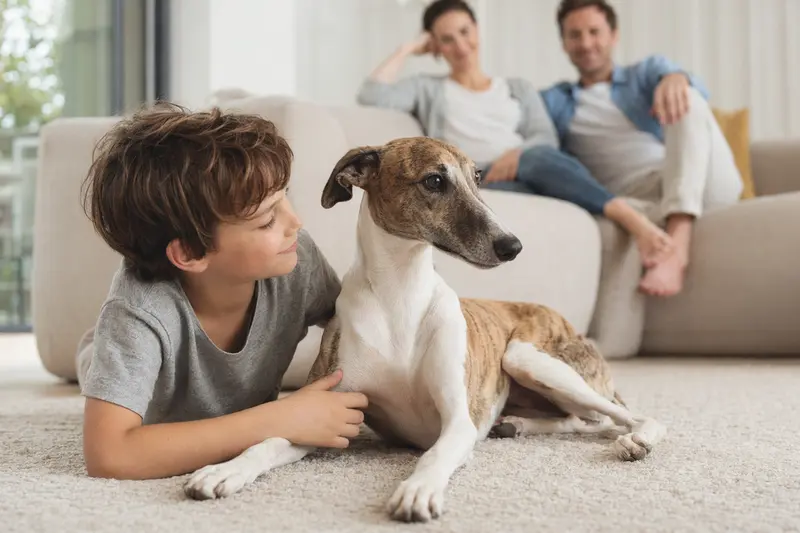 Ein freundlicher Polnischer Windhund liegt entspannt neben einem Kind im Wohnzimmer, während die Eltern im Hintergrund eine warme Familienatmosphäre schaffen.