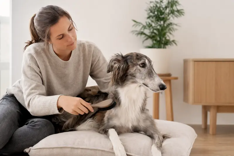Ein Polnischer Windhund wird in einer hellen Wohnung sanft gebürstet, während sein Besitzer liebevoll die Fellpflege übernimmt.