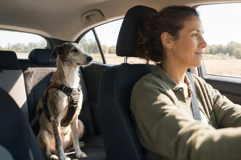 Ein Polnischer Windhund sitzt sicher angeschnallt auf der Rückbank eines Autos, während der Besitzer ruhig fährt.