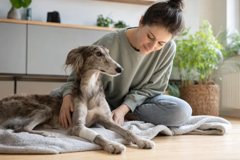 Ein Polnischer Windhund liegt mit leicht bandagierter Pfote ruhig auf einer Decke, während sein Besitzer erleichtert neben ihm sitzt.