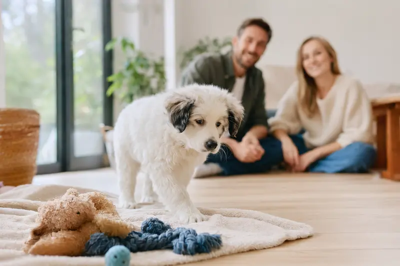 Ein neugieriger Polski Owczarek Podhalanski Welpe erkundet sein neues Zuhause mit weicher Decke und Spielzeug.